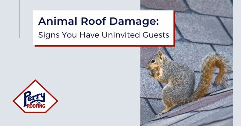 animal, roof damage, damaged roof, roof repair, replacement, new roof, shingle damage, roofer, northwest arkansas